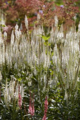 Veronicastrum virginicum Diana