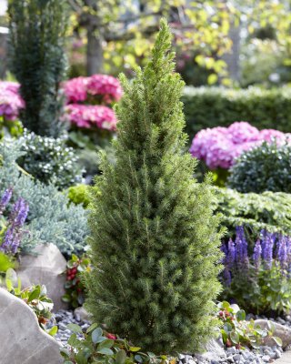 Picea glauca Perfecta, Sockertoppsgran