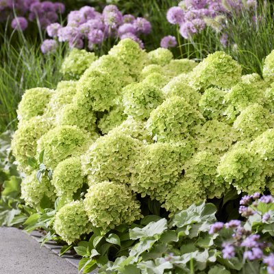 Hydrangea paniculata Living Little Apple ®