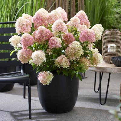 Hydrangea paniculata Living Little Love ®