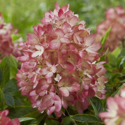 Hydrangea paniculata Groundbreaker ® Blush