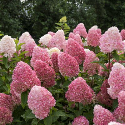 Hydrangea paniculata Living Pink & Rose ®