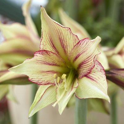 Hippeastrum Green Magic ®