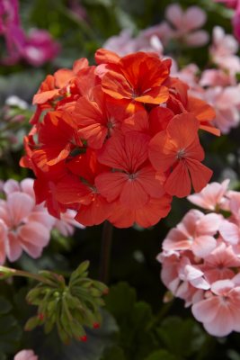 Pelargon Antik Orange, kruka