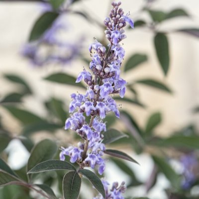 Vitex Flip Side ®, Kyskhetsträd