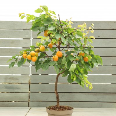 Aprikos, Fruit Me Apricot Me ®, C5