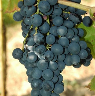 Vitis vinifera Königliche Esther