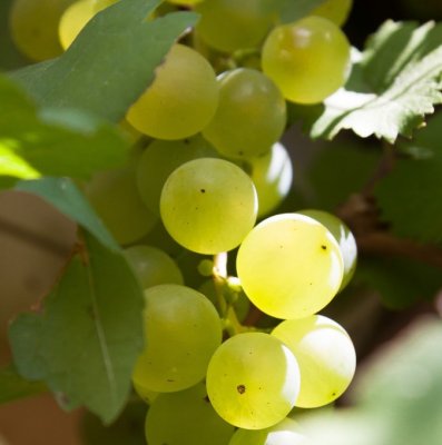 Vitis vinifera Lilla, Dessertdruva, C5