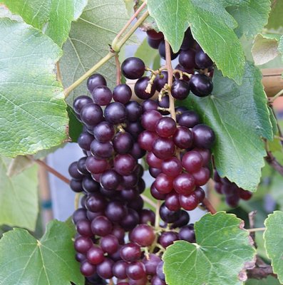 Vitis hybrid Nero, Vindruva, C5
