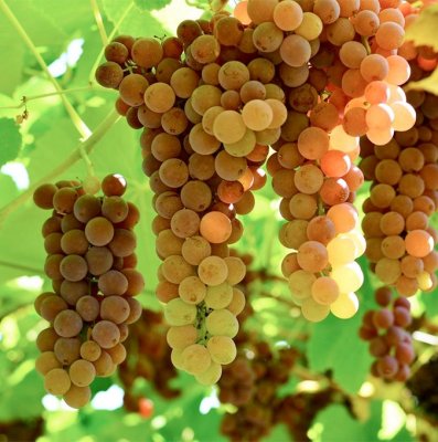 Vitis labrusca Einset Seedless, Vindruva