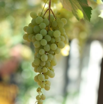 Vitis labrusca Interlaken Seedless, Staketdruva, C5