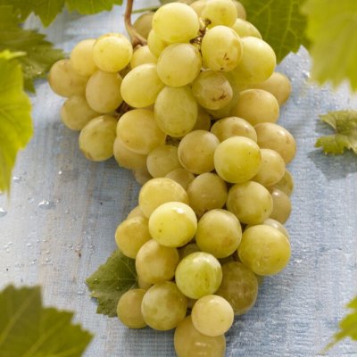Vitis labrusca Supaga