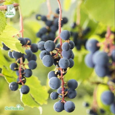 Vitis labrusca Zilga, Staketdruva, C5