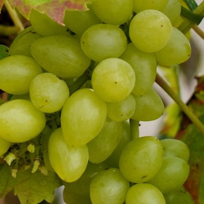 Vitis vinifera Picurka