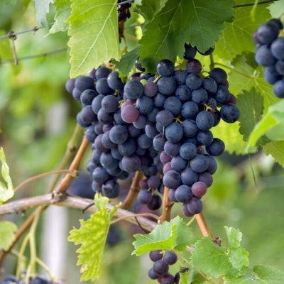 Vitis vinifera Pinot Noir