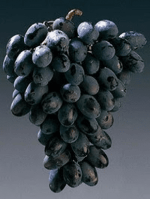 Vitis vinifera Summer Royal, Dessertdruva, 2 års C4