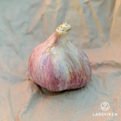 Allium sativum Slavin II
