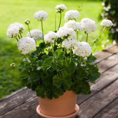 Rosenpelargon Vit Rosenknopp (Vitrosen), kruka