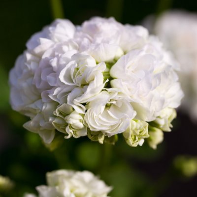 Rosenpelargon Vit Rosenknopp (Vitrosen), kruka