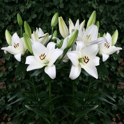 Lilium asiatic Volvic