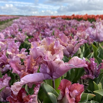Tulpan Papegoj Tulipa Vovos 7st