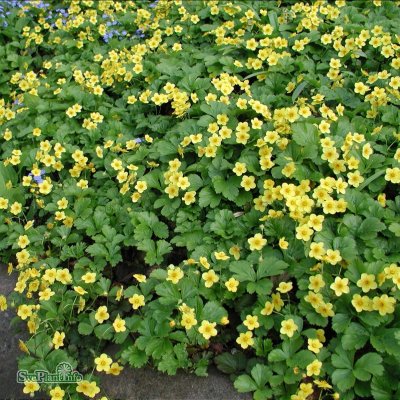 Waldsteinia ternata, Gullgröna, P9cm