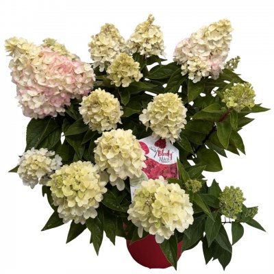 Hydrangea paniculata Bloody Marie ®