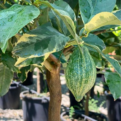 Citrus Limone Variegata