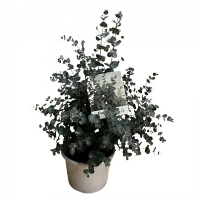Eucalyptus gunnii
