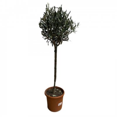 Olea europaea