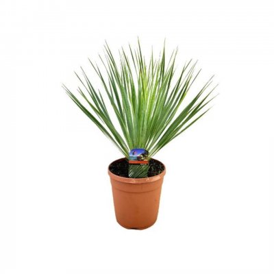 Yucca rostrata
