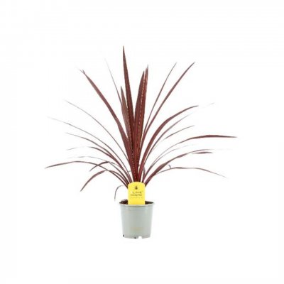 Cordyline australis Red Star