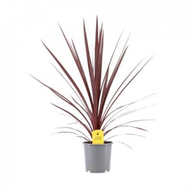Cordyline australis Red Star