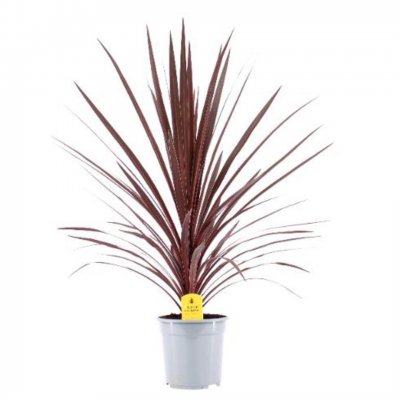 Cordyline australis Red Star