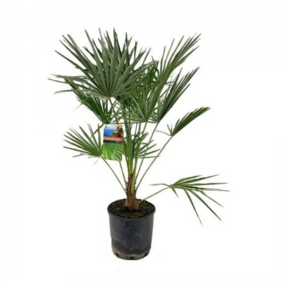 Chamaerops humilis