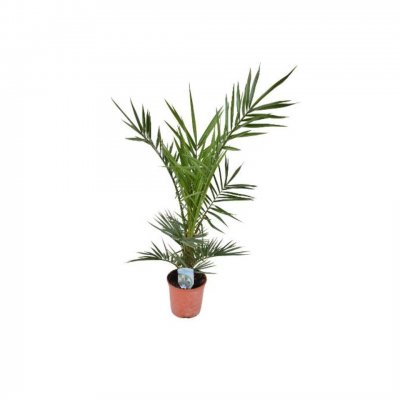 Phoenix canariensis