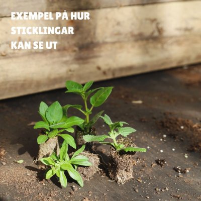 Hängpelargon, Stickling 3-pack