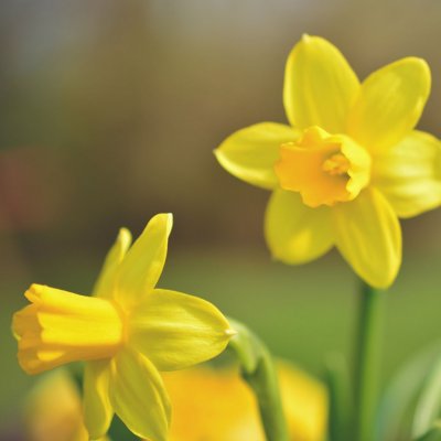 Narcissus Tete a Tete