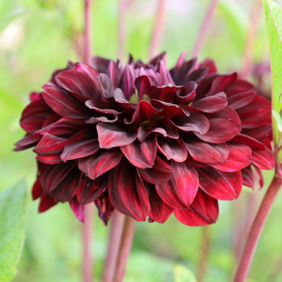 Dahlia Dekorativ Czarny Charakter 1st