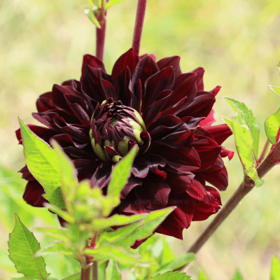 Dahlia Dekorativ Czarny Charakter 1st