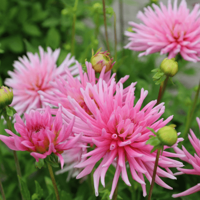Dahlia Kaktus Park Princess 1st