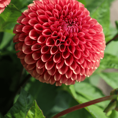 Dahlia Boll Copper Boy 1st