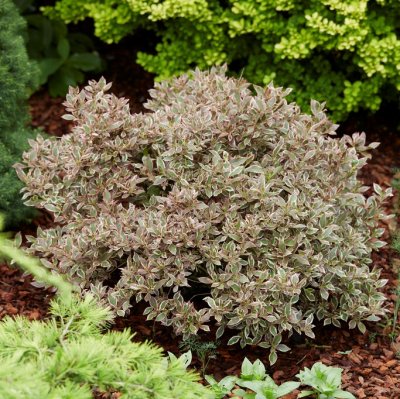 Weigela florida All Summer Monet ® (Verweig 8), Rosenprakttry