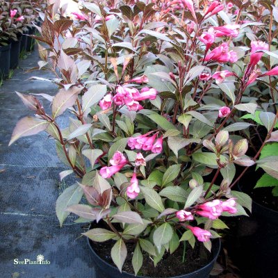 Weigela florida Victoria, Rosenprakttry, busk C3,5