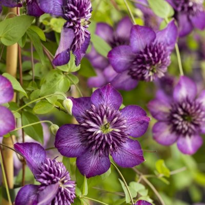 Clematis viticella Welcome Home ®