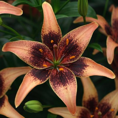 Lilium hybr. Whistler ®, Asiatisk Lilja, P11cm