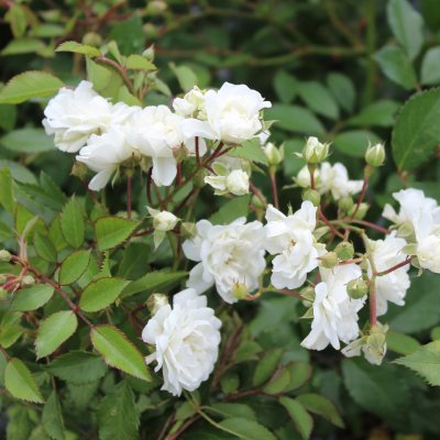 polyantha White Fairy (White The Fairy), Marktäckarros, barrot 1st