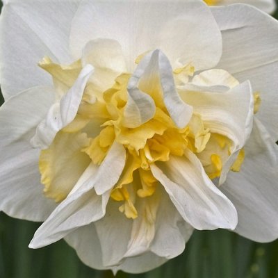 Narcissus cycl. White Lion