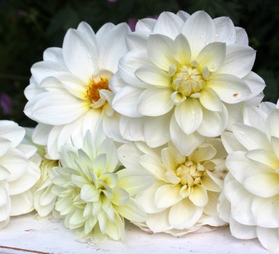 Dahlia Näckros White Onesta 1st