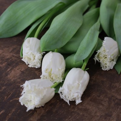 Tulpan & Narciss Mix White Garden 30st